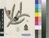 Huernia keniensis R.E.Fr. var. keniensis