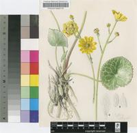 Ranunculus baurii MacOwan