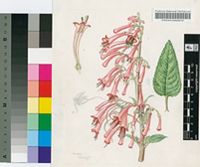 Phygelius aequalis Harv. ex Hiern