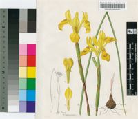 Moraea neglecta G.J.Lewis