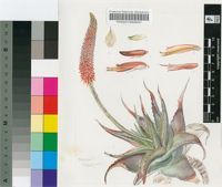 Aloe rubroviolacea Schweinf.