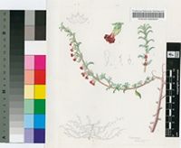 Hermannia diversistipula C.Presl ex Harv. var. graciliflora I.Verd.