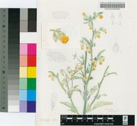 Hermannia althaeifolia L.