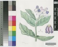 Calotropis gigantea (L.) Aiton f.