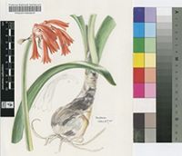 Cyrtanthus huttonii Baker