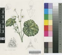 Begonia geranioides Hook.f.