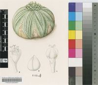 Euphorbia symmetrica A.C.White, R.A.Dyer & B.Sloane