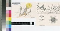Dinteranthus puberulus N.E.Br.
