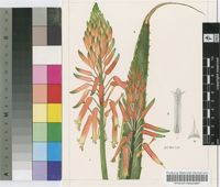 Aloe macleayi Reynolds