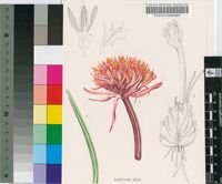 Haemanthus canaliculatus Levyns