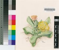 Pleiospilos compactus (Aiton) Schwantes subsp. canus (Haw.) H.E.K.Hartmann & Liede