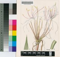 Crinum asiaticum L.