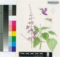 Plectranthus petiolaris E.Mey. ex Benth.