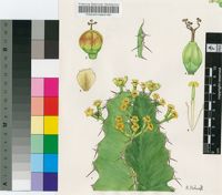 Euphorbia halipedicola L.C.Leach