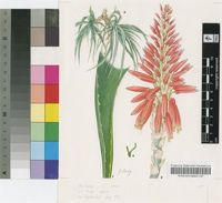 Aloe hardyi Glen