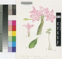 Adenium obesum (Forssk.) Roem. & Schult.