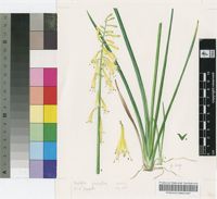 Kniphofia pauciflora Baker