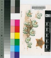 Lithops optica (Marloth) N.E.Br.