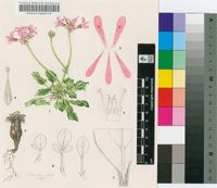 Pelargonium chelidonium (Houtt.) DC.