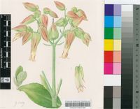 Kalanchoe gastonis-bonnieri Raym.-Hamet & H.Perrier