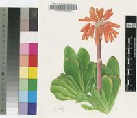 Aloe haemanthifolia A.Berger & Marloth