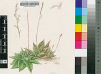 Haworthia limifolia Marloth var. limifolia