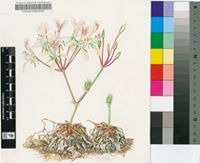 Pelargonium oblongatum Harv.