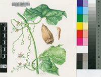 Gerrardanthus tomentosus Hook.f.