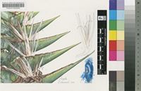 Ravenala madagascariensis Sonn.