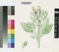 Codon royenii L.