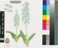Lachenalia aloides (L.f.) Engl. var. vanzyliae W.F.Barker