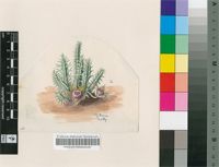 Duvalia transvaalensis Schltr.