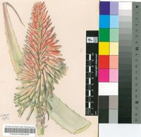 Aloe mutabilis Pillans
