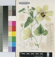 Hibiscus irritans R.A.Dyer