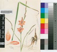 Tritonia nelsonii Baker