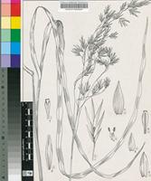 Festuca costata Nees