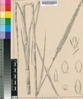 Panicum interruptum Willd.