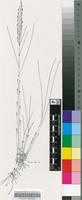 Spartina capensis Nees