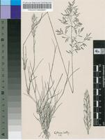 Eragrostis lehmanniana Nees var. lehmanniana