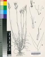 Pentameris oreophila N.P.Barker