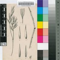 Arundinaria tessellata (Nees) Munro
