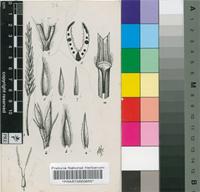 Elionurus argenteus Nees