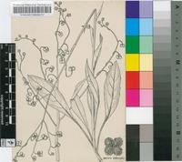 Cynoglossum enerve Turcz.