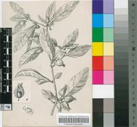 Withania somnifera (L.) Dunal