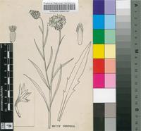 Centaurea cyanus L.