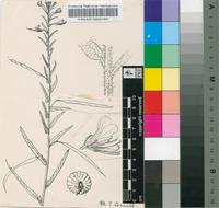 Cleome monophylla L.