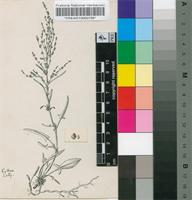 Rumex angiocarpus Murb.