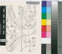 Acacia lujae De Wild.