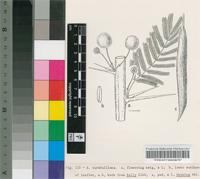 Acacia turnbulliana Brenan