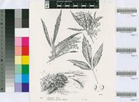 Rhus gerrardii (Harv. ex Engl.) Diels